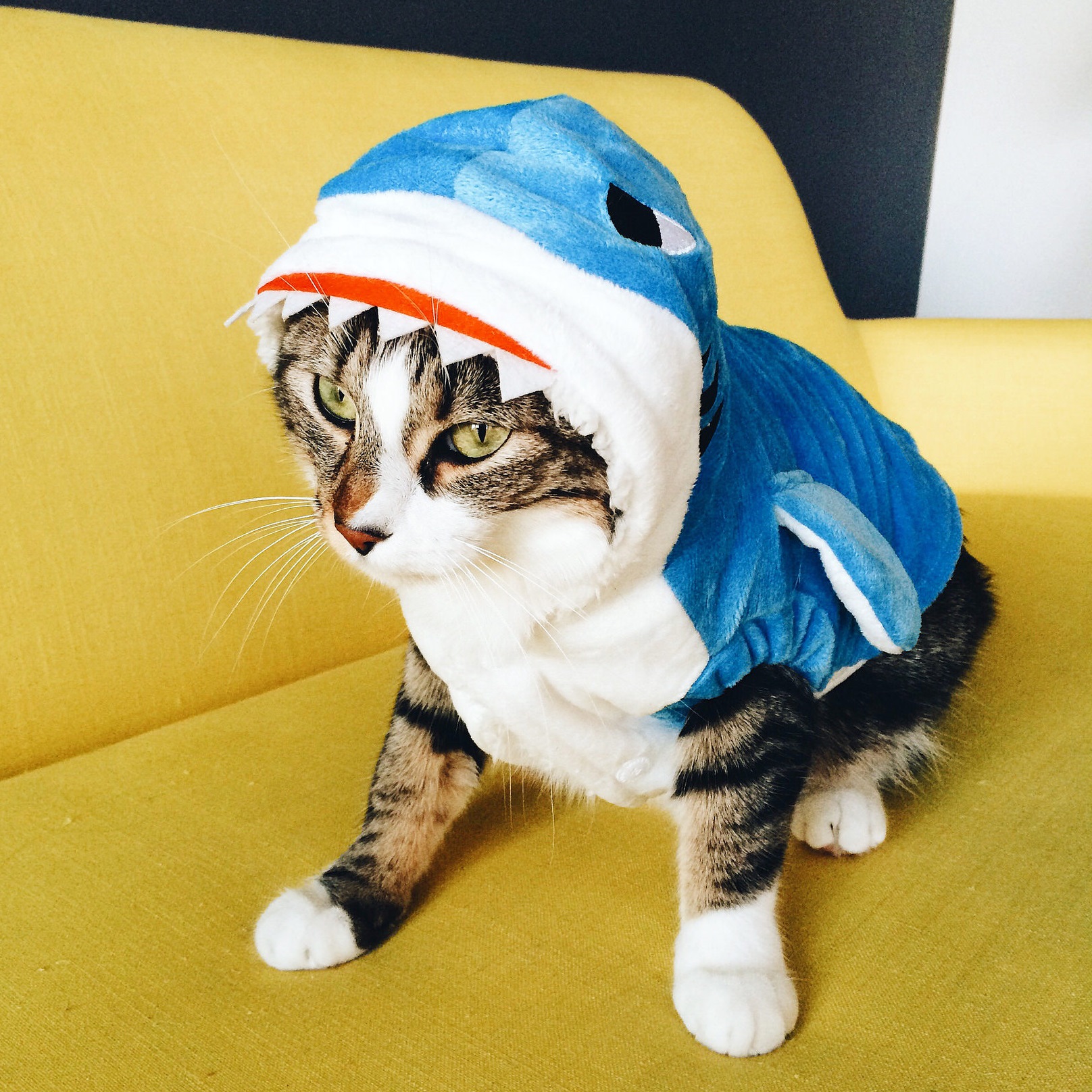 Costume chien ou chat requin - /medias/166591412272.jpg